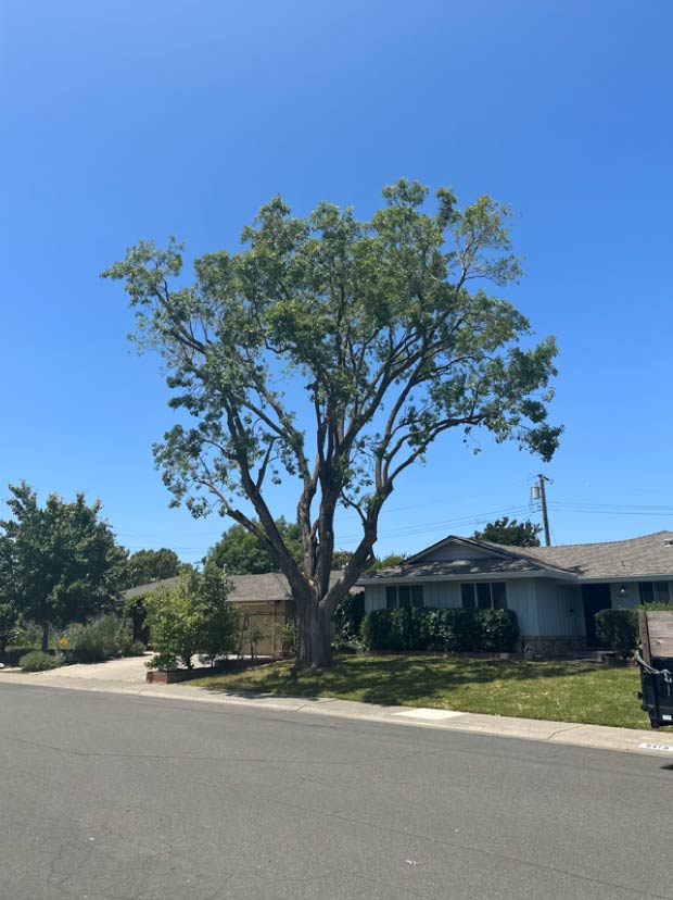 Expert crown restoration for trees damaged by weather or improper pruning, including crown cleaning.