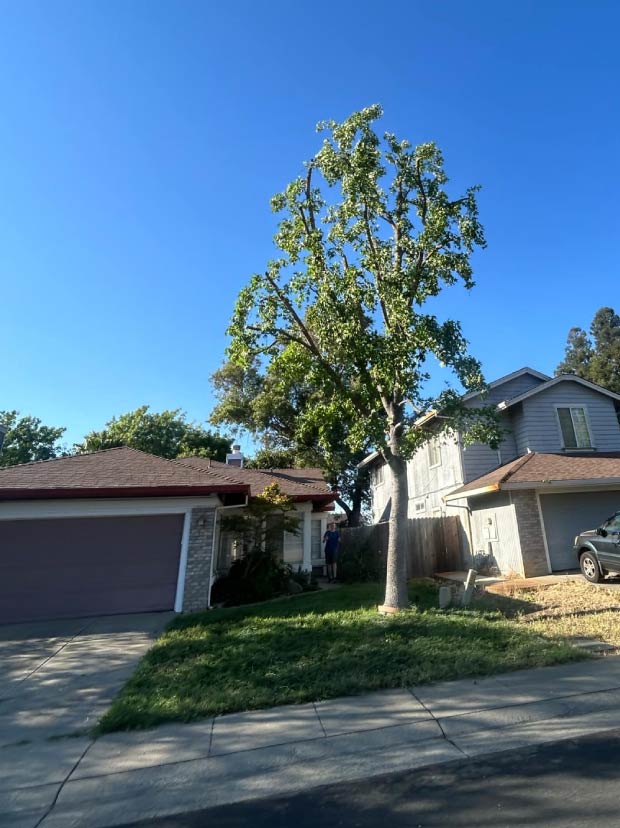 Professional crown reduction techniques to manage tree size and promote healthy regrowth