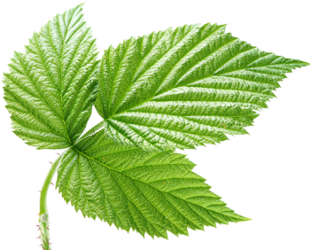 Proper tree pruning techniques for mature trees.