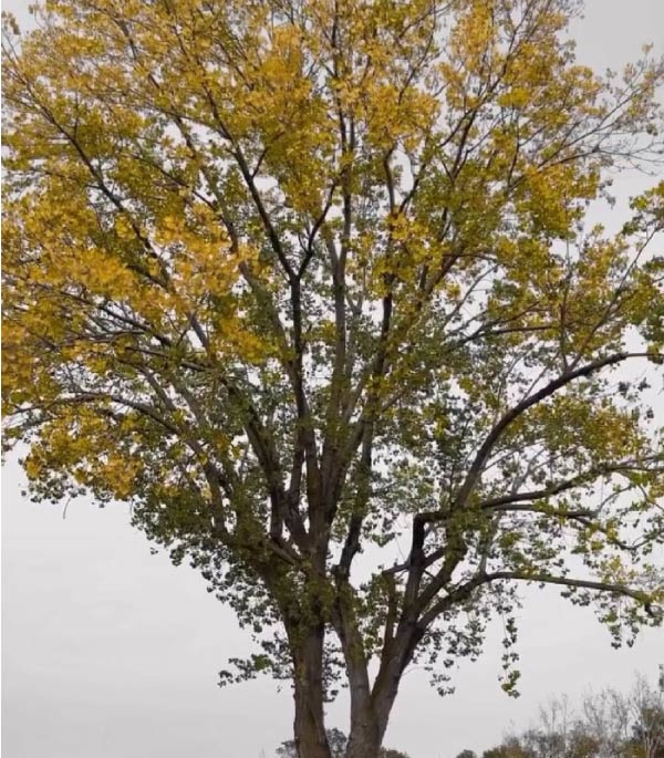 Golden-Roots-Tree-Care-crown-reduction golden roots tree care working on a Crown cleaning removing dead or damaged branches
