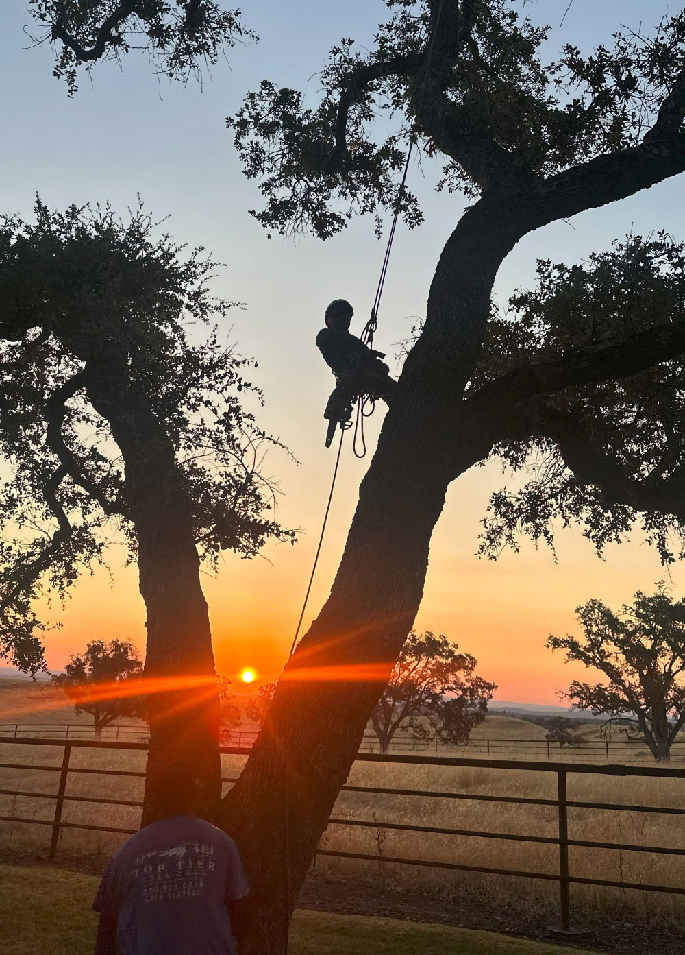 Precision cutting and sectional lowering during hazardous Tree Removal in Carmichael, CA by experienced climber.