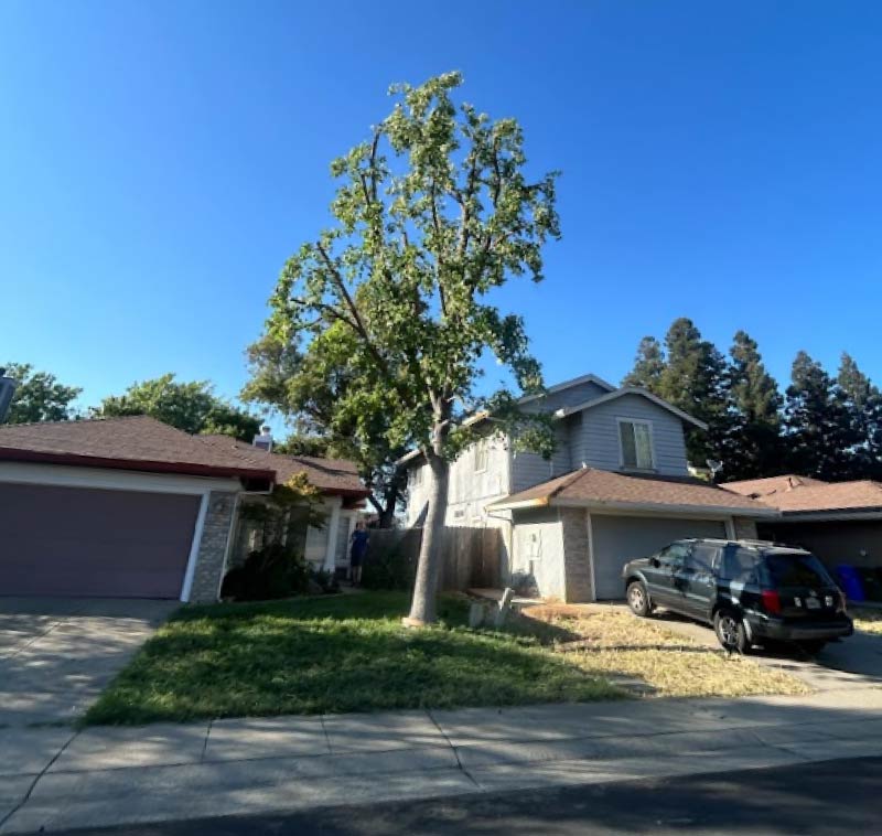 Tree in Sacramento after professional crown reduction, demonstrating improved structure and reduced size.