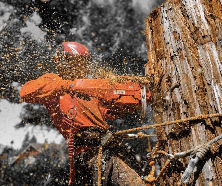 arborist-in-sacramento Golden Roots Tree Care: professional tree removal for residential properties in Elk Grove, CA