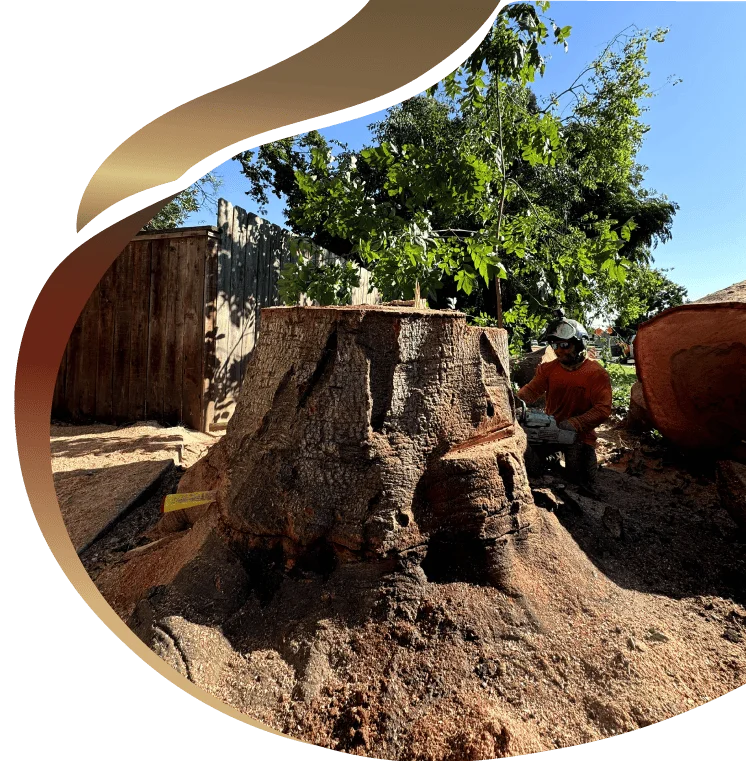 Safe and efficient tree removal in a residential area of elk grove, ca