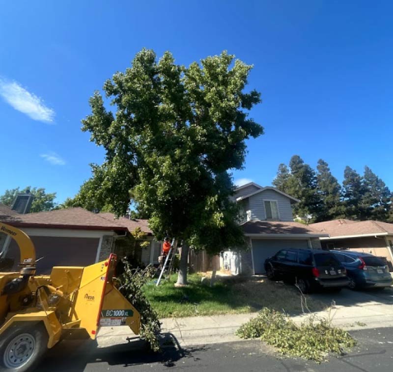 Tree in Sacramento before crown reduction, showing dense foliage and overgrown branches