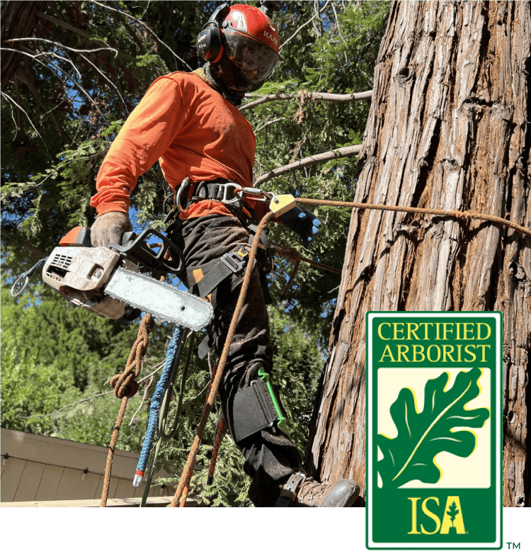 certified-arborist-sacramento Golden Roots Tree Care offers a comprehensive suite of expert tree services by certified isa arboristç