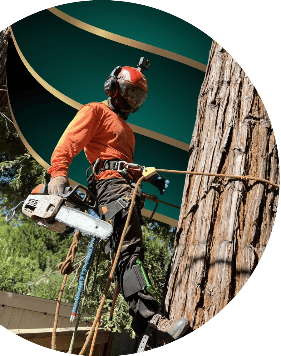 complete  tree service and tree removal process, ensuring safety for property and surrounding environment in sacramento, ca