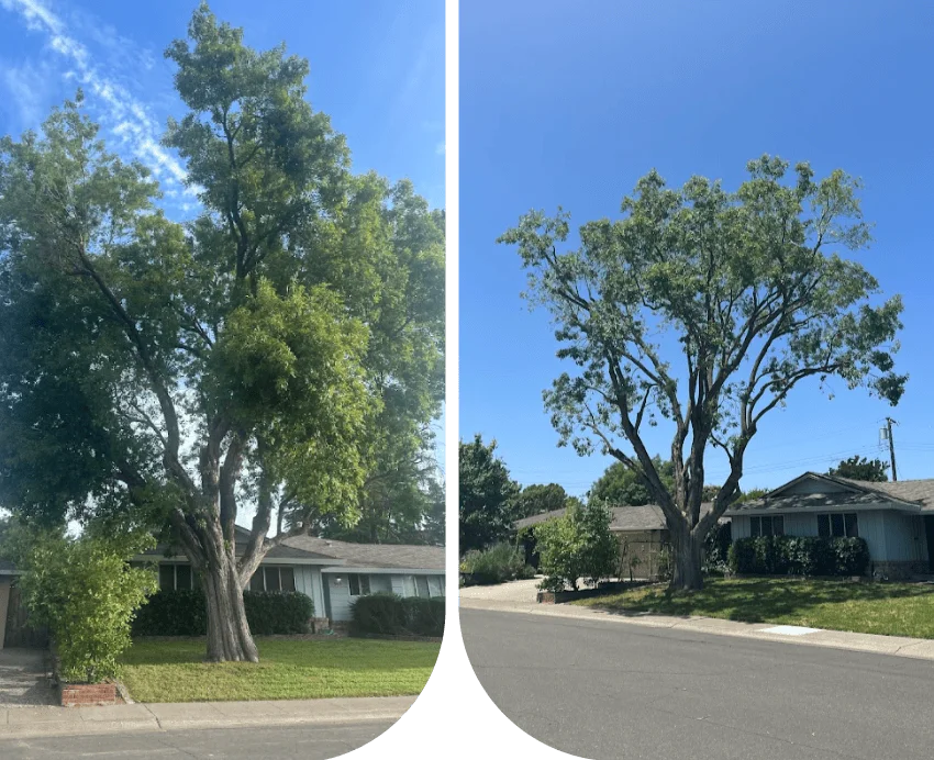 crown-restoration Professional crown restoration tree services, reviving a damaged tree to its natural beauty and health
