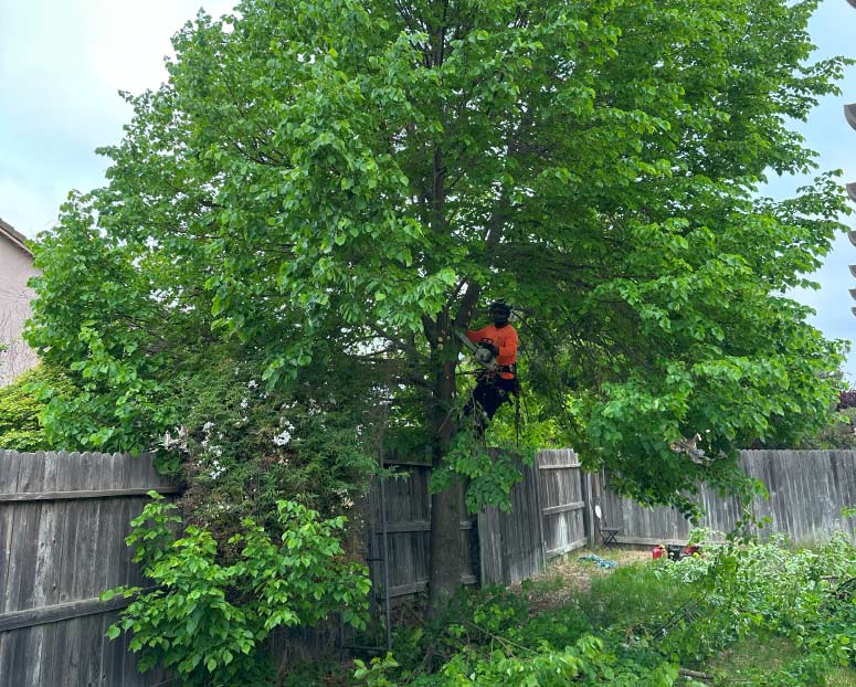 isa Certified arborist inspecting a tree for disease and damage.