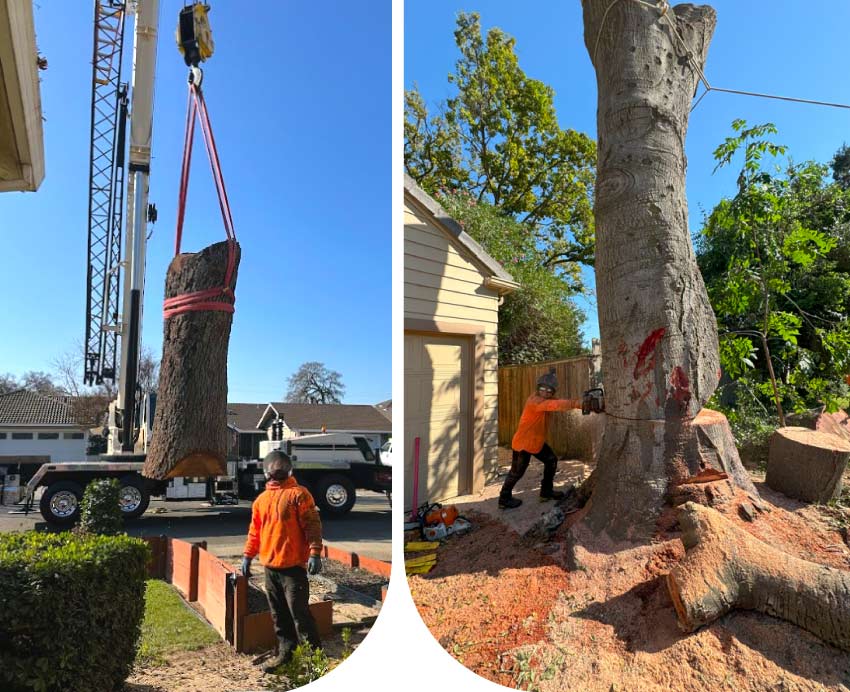 tree-removal-ca Safe and efficient tree removal services in Sacramento, CA by certified arborist