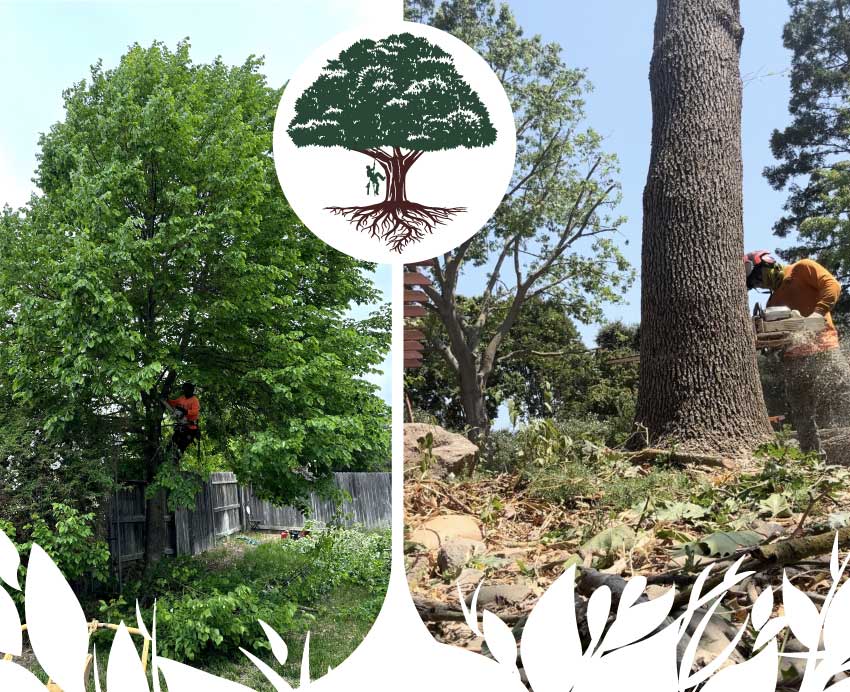 tree-service Experienced arborists providing a wide range of quality tree care services in sacramento