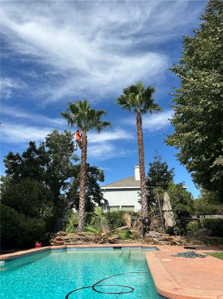 tree-trimming certified arborist in sacramento ca, performing palm tree trimming