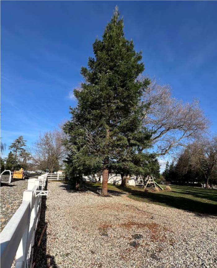 after-stump-grinding Healthy oak tree after proper selective pruning by Golden Roots Tree Care in Roseville, CA.