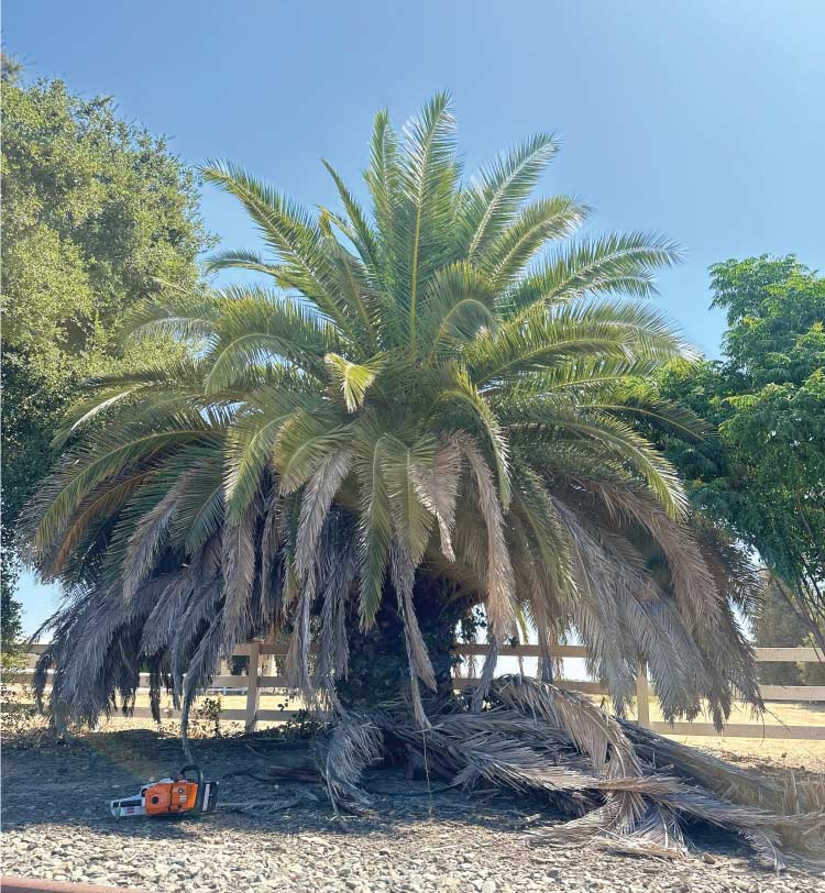 palm-tree-trimming Skilled crew safely reducing large tree crown size during professional tree trimming in a residential yard.