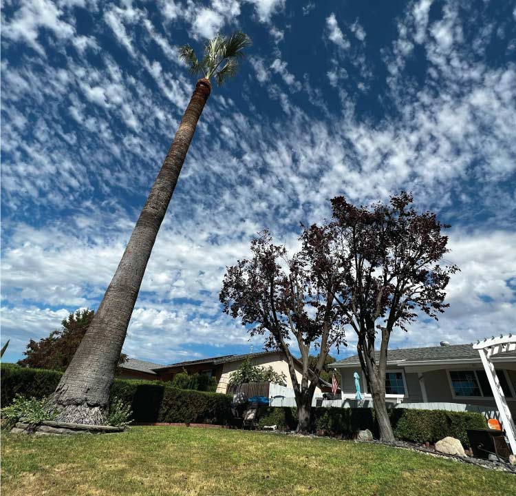 residential-tree-trimming Healthy tree after expert crown cleaning and tree trimming, showcasing improved aesthetics and natural shape.
