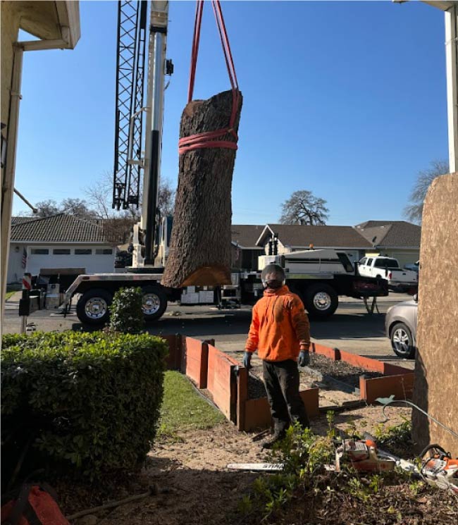 before and after pictures of Healthy, thriving landscape after professional tree trimming for tree care in sacramento, California