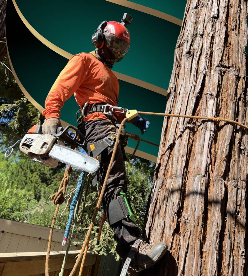 Certified arborist carefully performing precise crown thinning for optimal tree health and structure.
