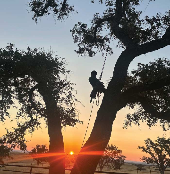 tree-trimming-in-sacramento Certified arborist meticulously performing precise tree trimming in Sacramento, CA to enhance canopy health and structure.