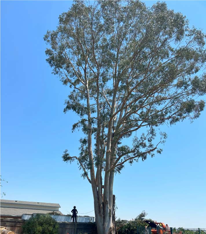 Professional tree company safely performing high-level crown thinning Tree Care in Carmichael, CA 
