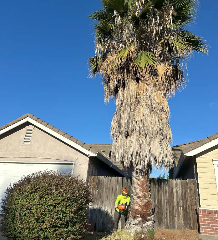 palm-removal Professional crew using specialized safety equipment for difficult Tree Removal in Roseville, CA