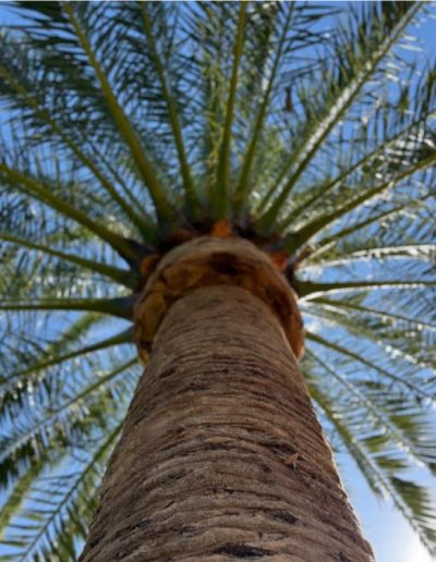 Healthy Queen Palm with perfectly trimmed crown enhancing residential property curb appeal in sacramento, ca