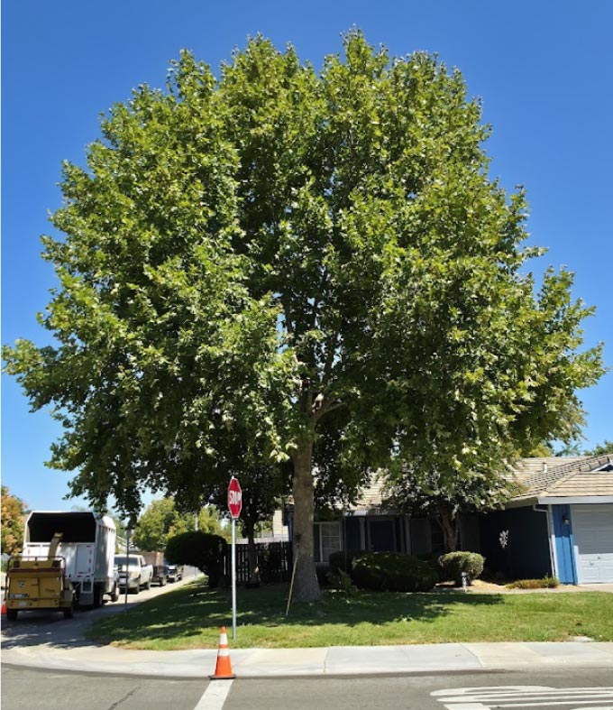 residential-tree-care Professional crew using specialized equipment for safe and efficient tree removal in a residential Elk Grove neighborhood.