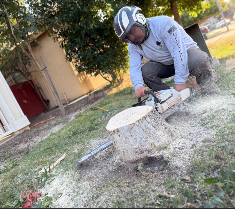 stump-grinding Certified arborist performing stump grinding for Tree Care in roseville, ca