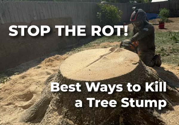 How to Get Rid of Stump of Tree: Professional arborist using a chainsaw on a large palm during a Tree removal in Fair oaks project.