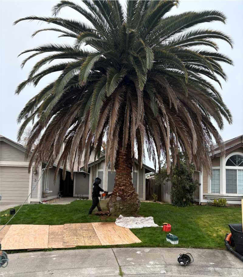 Professional arborist performing a precise Tree removal in Fair oaks on a large palm tree located in a residential front yard.