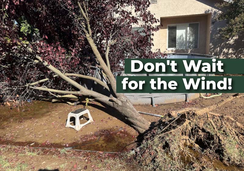 How to Prep Trees for Storm Season: Don't Wait for the Wind!