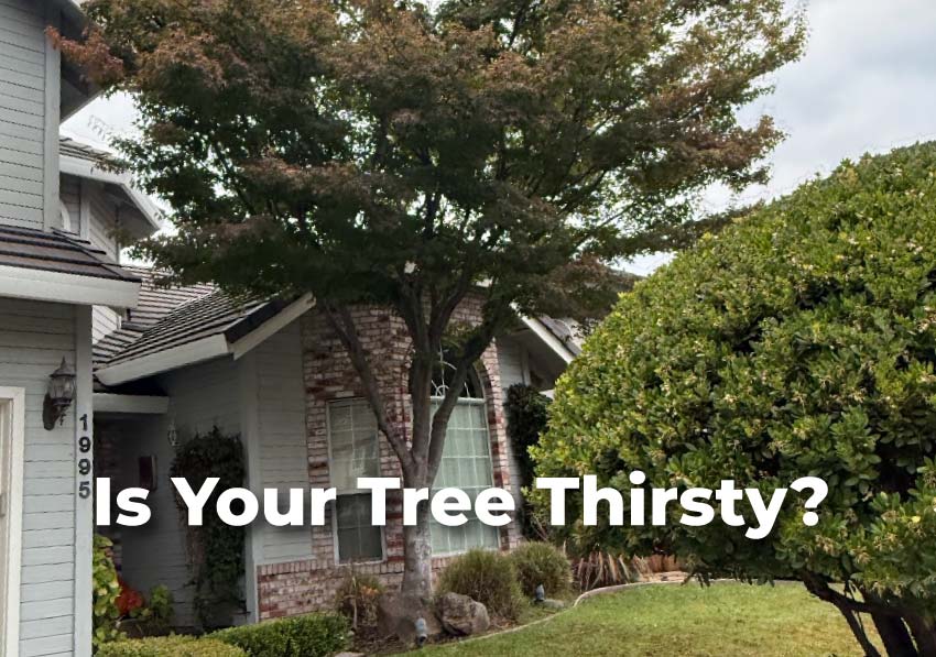 Is Your Tree Thirsty? Beyond Dry vs. Wet: The Essential April Watering Guide for Sacramento Trees