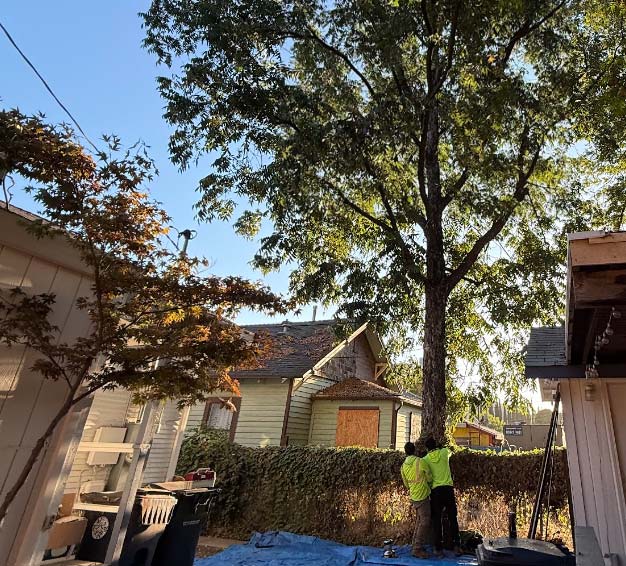 Professional arborists from Golden Roots Tree Care performing precision tree trimming and safety inspections on a mature tree in a Sacramento residential backyard.