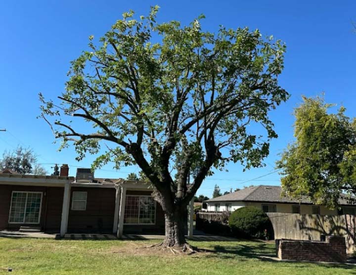 A large tree in a residential yard requiring professional evaluation for potential crown restoration or removal due to visible structural issues.