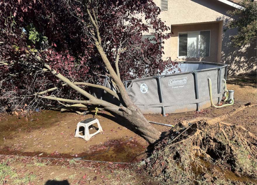A large purple-leafed tree that has completely uprooted and fallen over, partially crushing a gray above-ground backyard pool.