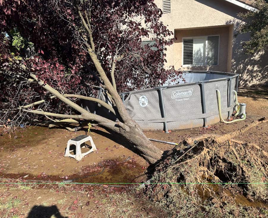 An uprooted tree with deep reddish-purple leaves leaning precariously against a collapsed above-ground Coleman swimming pool in a residential backyard. The tree's exposed root ball and the surrounding muddy ground indicate a recent fall, highlighting the urgent need for a 24/7 emergency tree service in Sacramento.