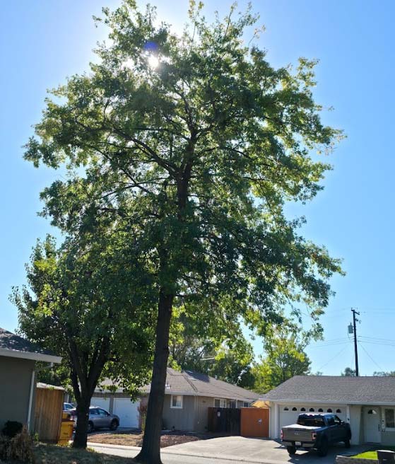 A towering, healthy tree under the bright California sun, benefiting from expert arborist care and crown cleaning to maintain its vigor and safety after mistletoe removal