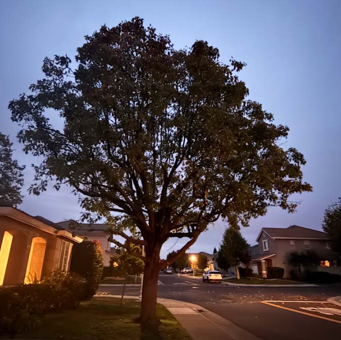 A well-maintained, structurally sound deciduous tree at dusk, showcasing the results of professional crown thinning and structural pruning in a local neighborhood.