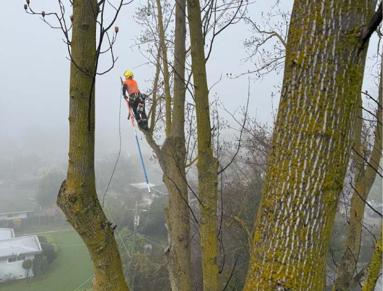 A professional tree climber wearing a safety helmet and high-visibility orange vest performing high-altitude tree trimming with a long pole saw during a foggy day.